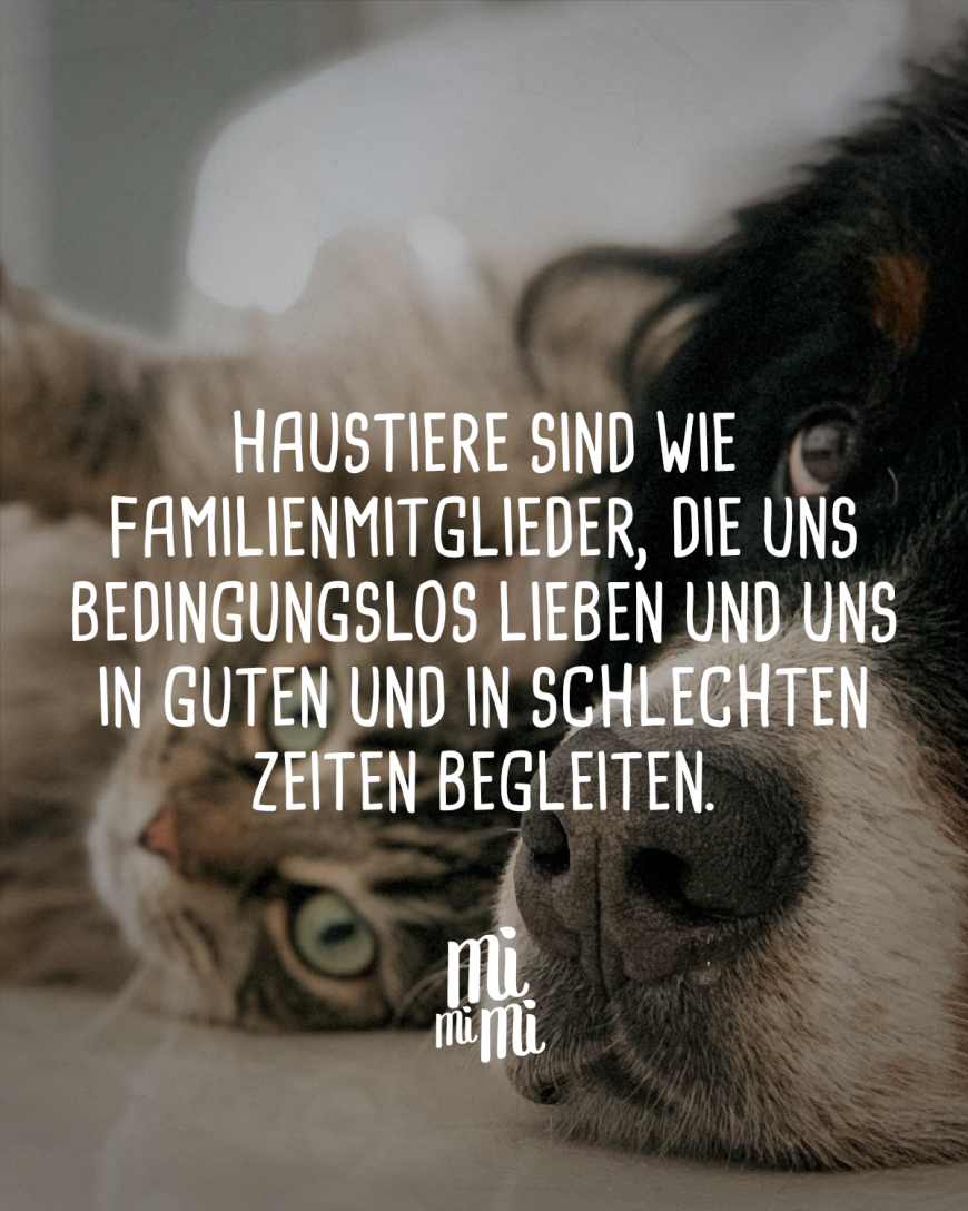 Haustiere sind wie Familienmitglieder, die uns bedingungslos lieben und uns in guten und in schlechten Zeiten begleiten.