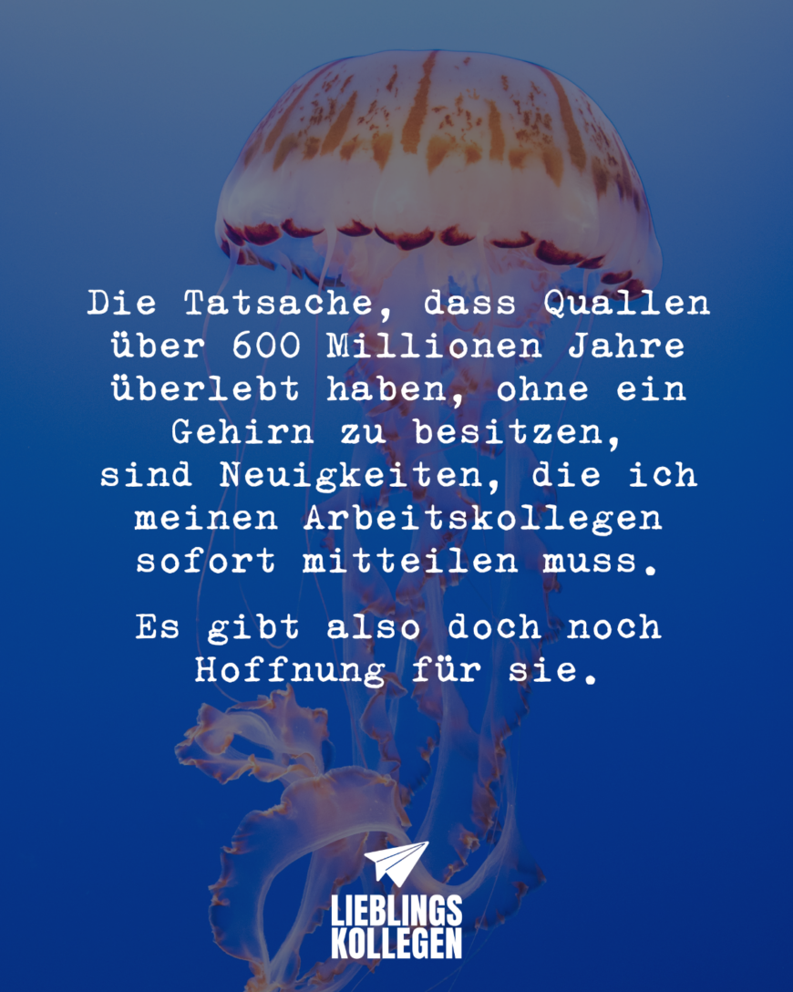 Die Tatsache, dass Quallen über 600 Millionen Jahre überlebt haben, ohne ein Gehirn zu besitzen, sind Neuigkeiten, die ich meinen Arbeitskollegen sofort mitteilen muss. Es gibt also doch noch Hoffnung für sie.