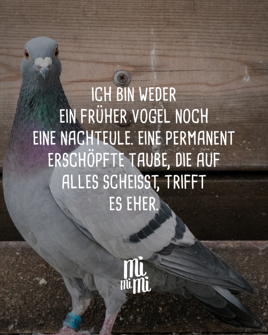 Ich bin weder ein früher Vogel noch eine Nachteule. Eine permanent erschöpfte Taube, die auf alles scheißt, trifft es eher.