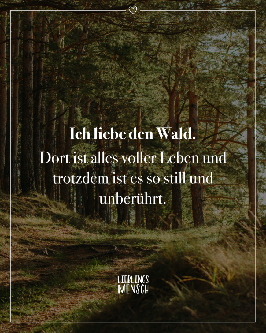 Ich liebe den Wald. Dort ist alles voller Leben und trotzdem ist es so still und unberührt.