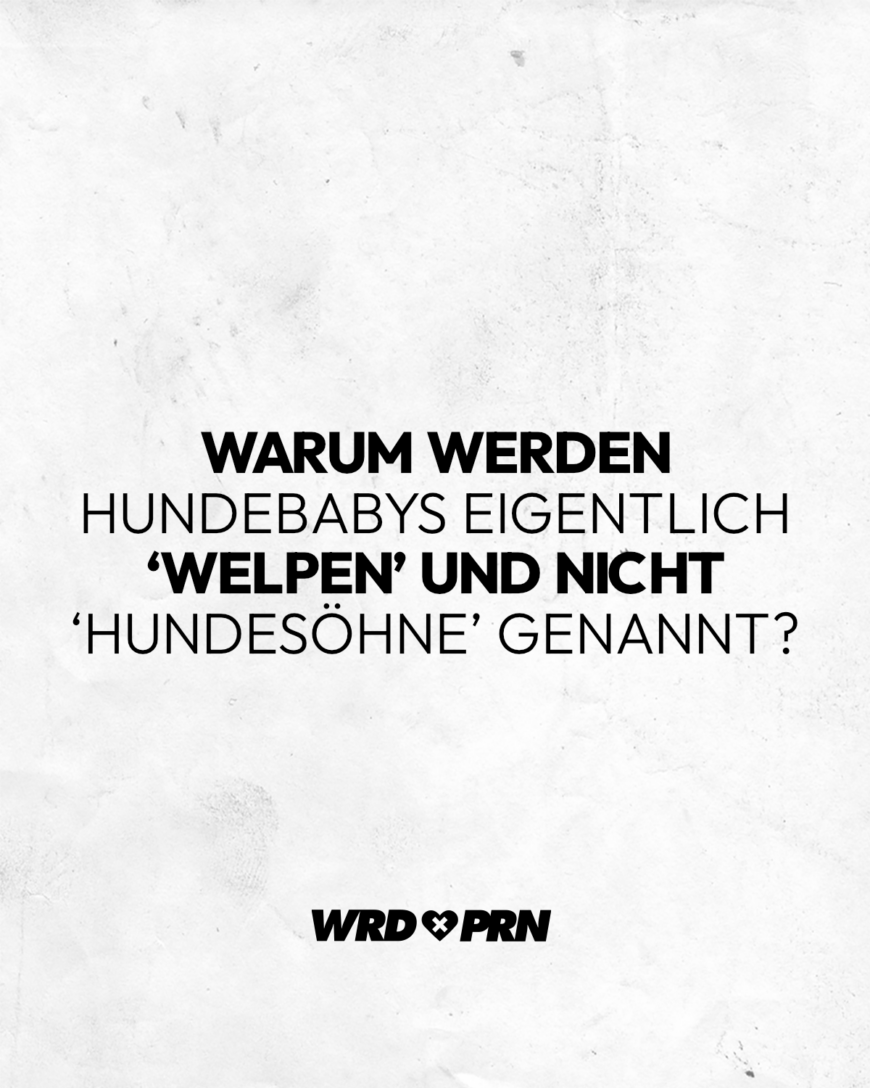 Warum werden Hundebabys eigentlich ‘Welpen’ und nicht ‘Hundesöhne’ genannt?