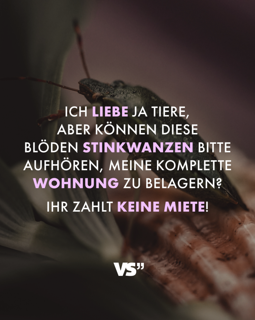 Ich liebe ja Tiere, aber können diese blöden Stinkwanzen bitte aufhören, meine komplette Wohnung zu belagern? Ihr zahlt keine Miete!