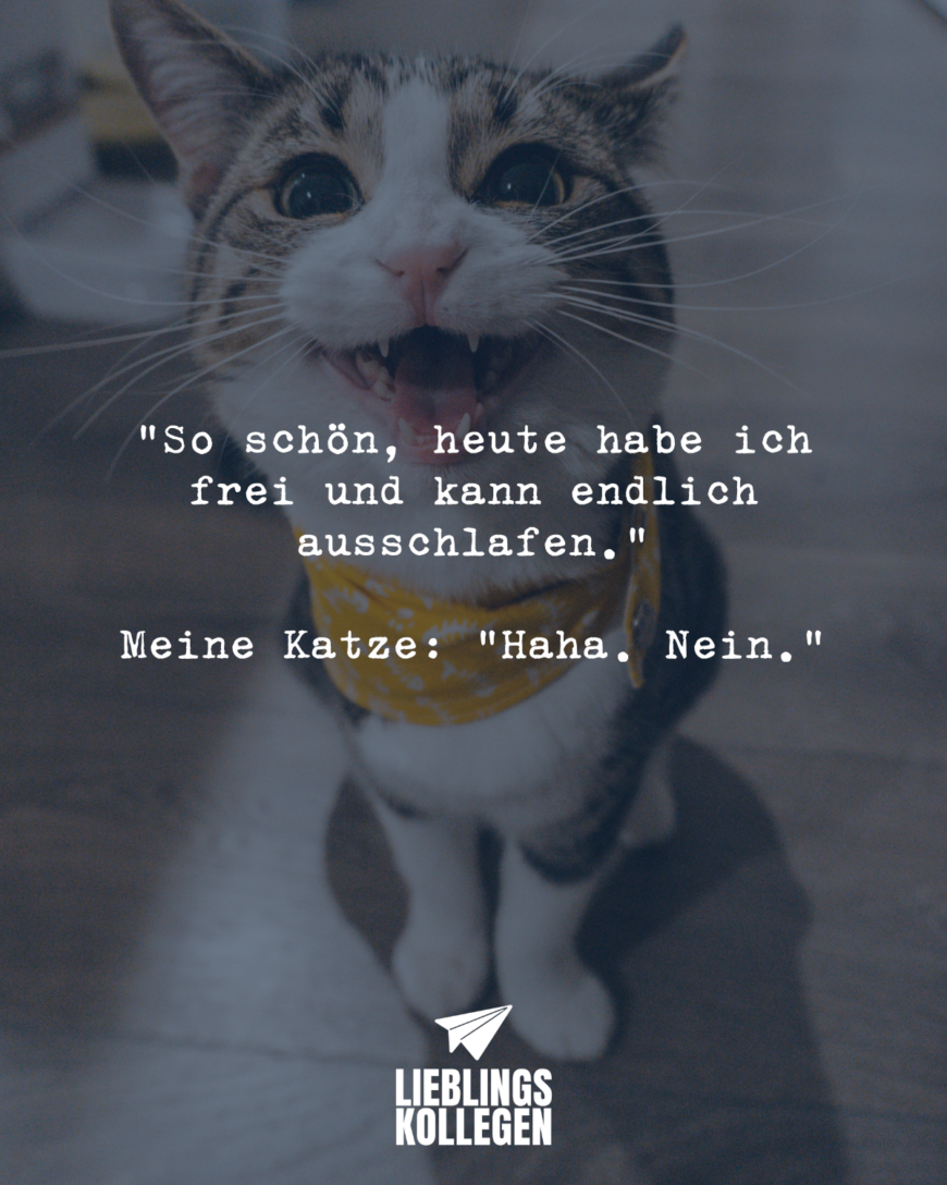 “So schön, heute habe ich frei und kann endlich ausschlafen.” Meine Katze: “Haha. Nein.”