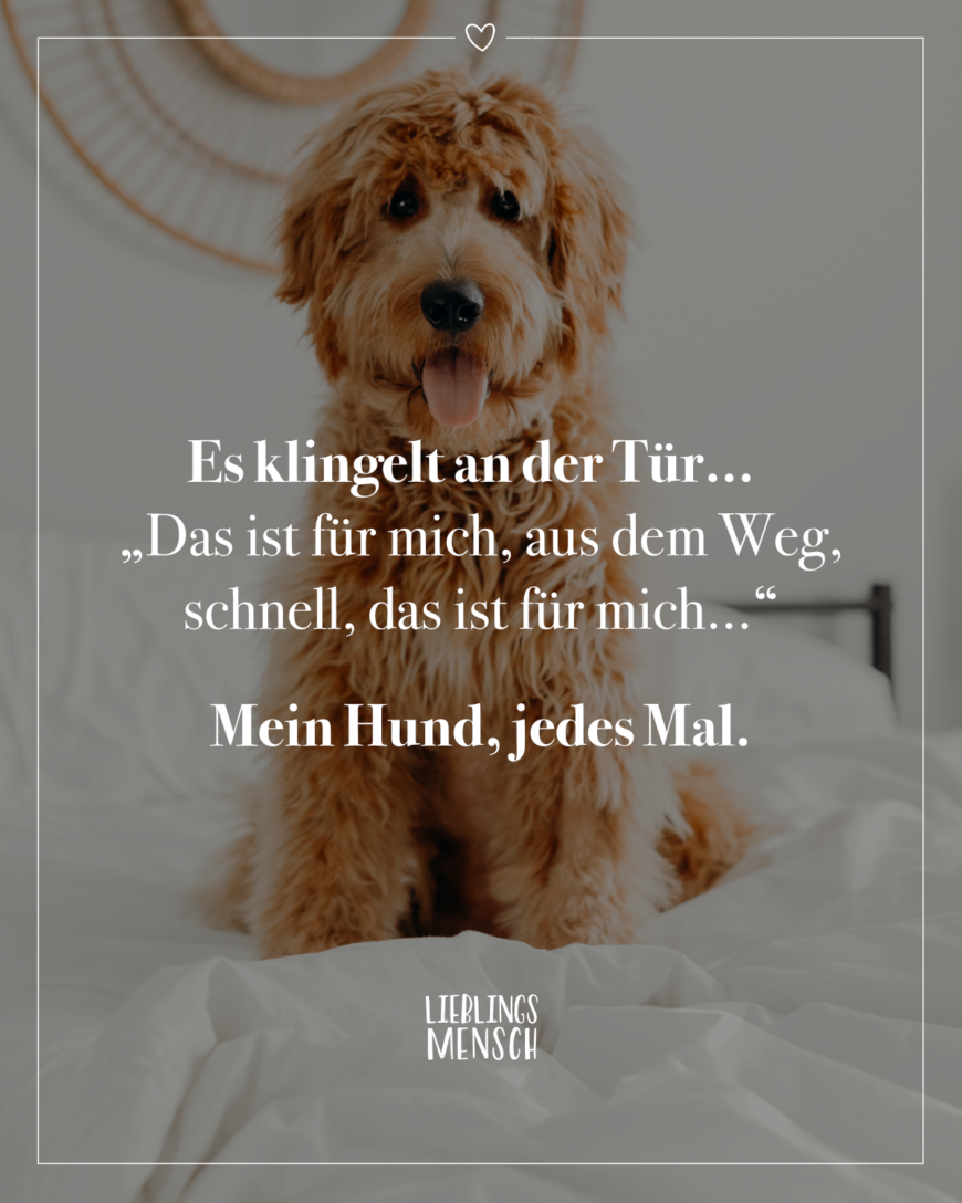 Es klingelt an der Tür…”Das ist für mich, aus dem Weg, schnell, das ist für mich…!” Mein Hund, jedes Mal.