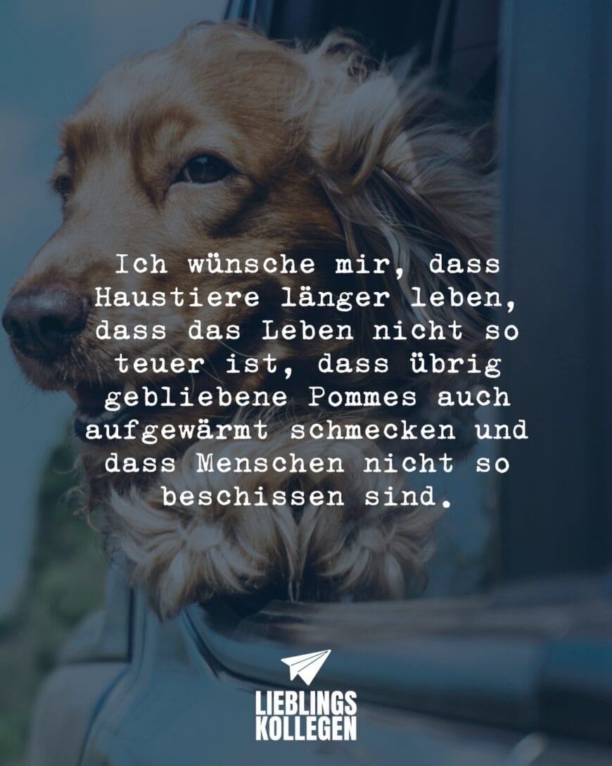 Ich wünsche mir, dass Haustiere länger leben, dass das Leben nicht so teuer ist, dass übrig gebliebene Pommes auch aufgewärmt schmecken und dass Menschen nicht so beschissen sind.