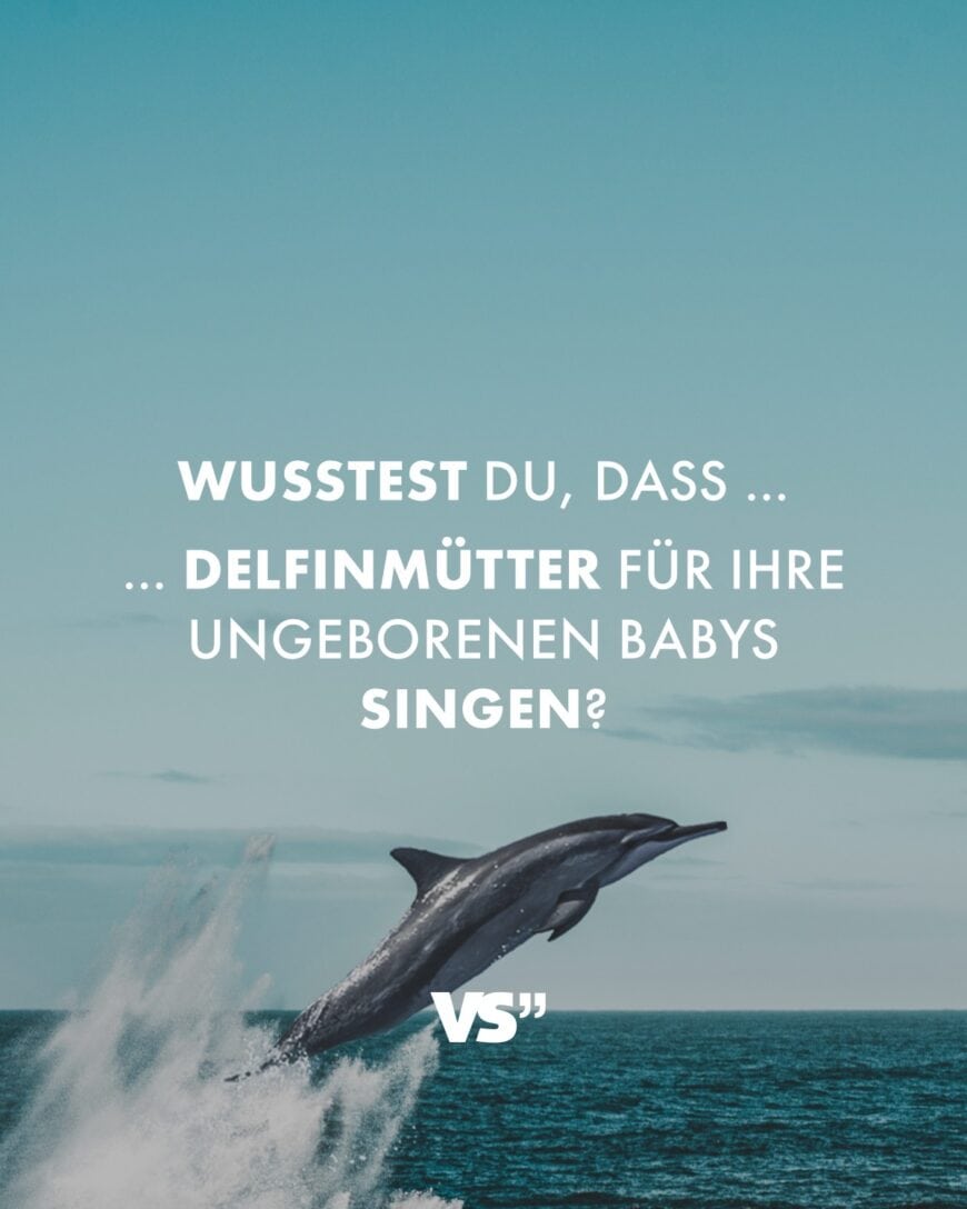 Wusstest du, dass … … Delfinmütter für ihre ungeborenen Babys singen?