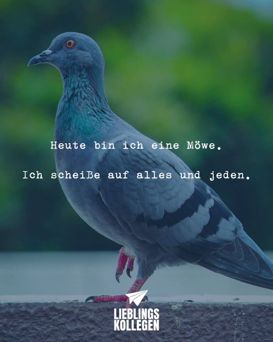 Heute bin ich eine Möwe. Ich scheiße auf alles und jeden.