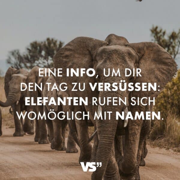 Eine Info, um dir den Tag zu versüßen: Elefanten rufen sich womöglich mit Namen. (Quelle: tagesschau)