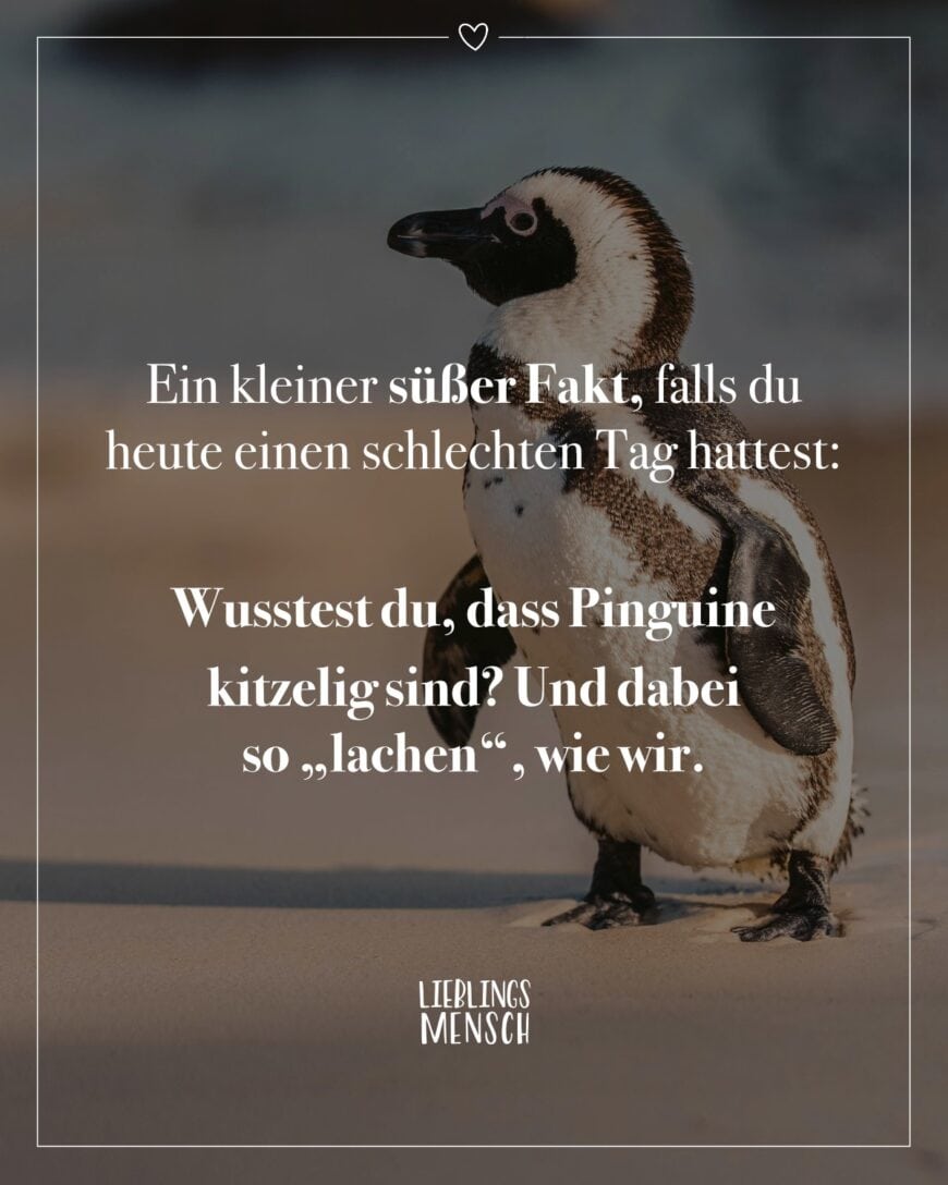 Ein kleiner süßer Fakt, falls du heute einen schlechten Tag hattest: Wusstest du, dass Pinguine kitzelig sind? Und dabei so “lachen”, wie wir.